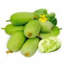 10 Seeds Tiny Elegance Fruits Miniature Butter Thumb Cucumber Sweet And Crisp Fresh Garden