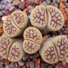 10 Seeds Lithops Schwantesii Cv.Nutwerk Fresh Garden