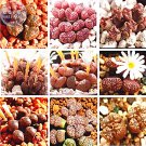 10 Seeds Mixed 9 Types Of Lithops Conophytum Fresh Garden
