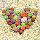 10 Seeds Lithops Mixed 10 Types Of Living Stones Mixed Green Red Orange Grey White Fresh Garden