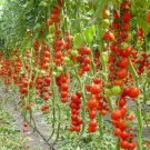 100 Seeds Tsifomandra Tomato Tree Fresh Garden