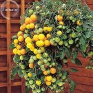 100 Seeds Tumbling Tom Yellow Cherry Tomato Fresh Garden