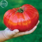 100 Seeds Tomato Giant Vegetable Fruits Type 3 Fresh Garden