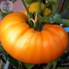 100 Seeds Tomato Giant Vegetable Fruits Type 7 Fresh Garden