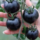 100 Seeds Tomato Giant Vegetable Fruits Type 12 Fresh Garden