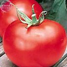 100 Seeds Tomato Giant Vegetable Fruits Type 17 Fresh Garden