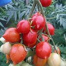 300 Seeds Rare Geranium Kiss Tomato Fresh Garden