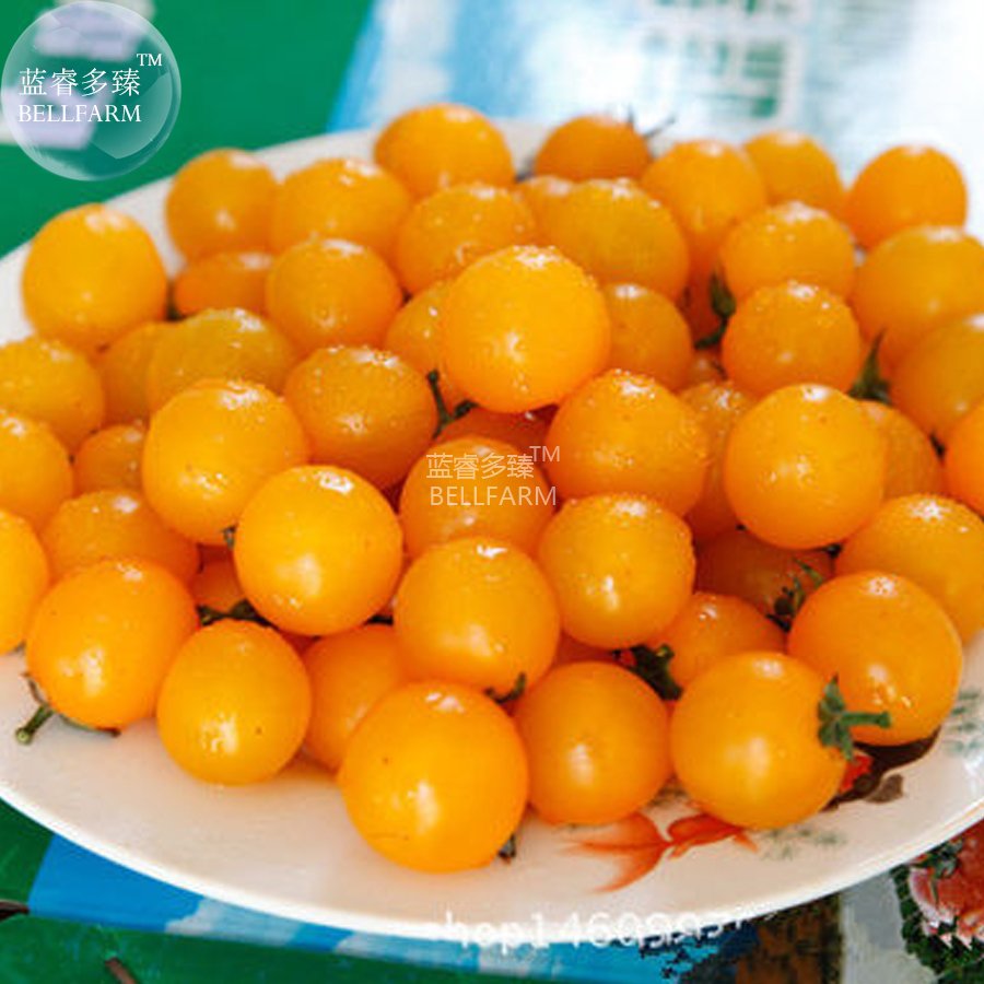100 Seeds Cherry Tomato Mini Golden Round Fruit Fresh Garden