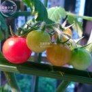 20 Seeds Rainbow Tomato Truss Cherry Fruit Fresh Garden