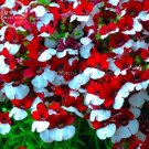 30 Seeds Nemesia Strumosa T1 Fresh Garden