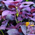 1000 Seeds Aromatic Purple Perfection Dual Sided Shiso Fresh Garden