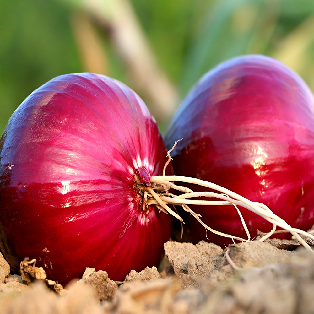 500 Seeds Premium Red Onion Purple Skin Variety Fresh Garden