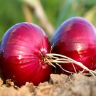 500 Seeds Premium Red Onion Purple Skin Variety Fresh Garden