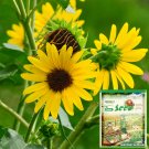 50 Seeds Gold Rush Sunflower 120Cm Tall Fresh Garden