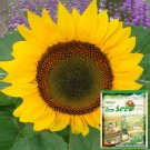50 Seeds Golden Brown Sunflower 60Cm Tall Fresh Garden