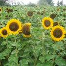 250 Seeds Golden Brown Sunflower 60Cm Tall Fresh Garden
