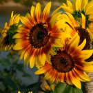 250 Seeds Bi Colour Sunflower 90Cm Tall Fresh Garden