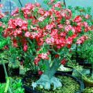 2 Seeds Adenium Whitish Red Petal Flower Single Layer Fresh Garden