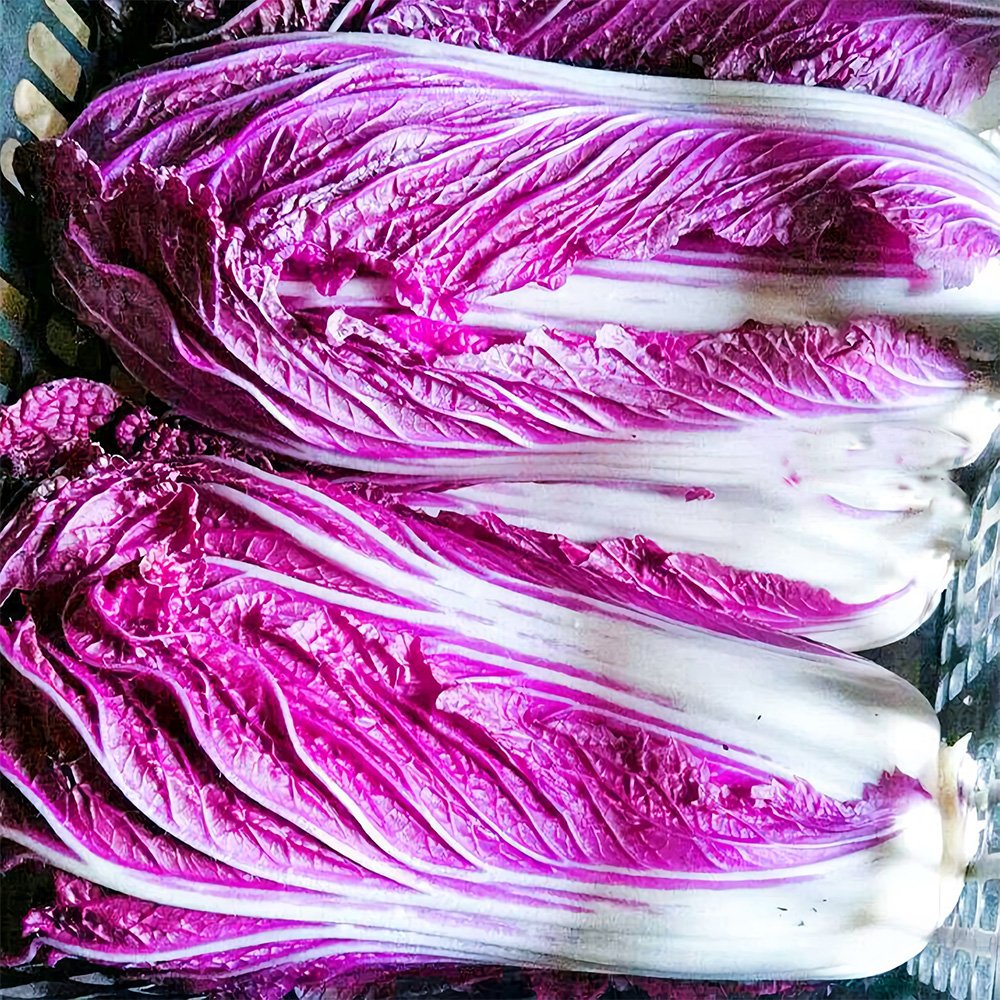 10 Seeds Red Napa Cabbage Fresh Garden