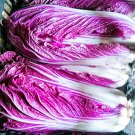 10 Seeds Red Napa Cabbage Fresh Garden