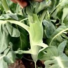 5 G Seeds Huge Stem Gai Lan Fresh Garden