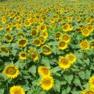 50 Seeds Sunflower F1 35Cm Tall Fresh Garden