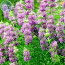 20 Seeds Lemon Mint Clusters Of Pretty Pink/Purple Blooms Fresh Garden