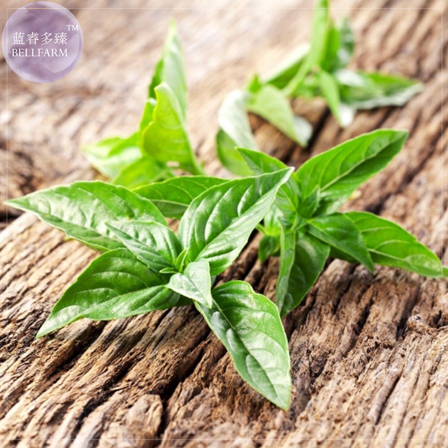 20 Seeds Lemon Basil Ocimum Basilicum Citriodorum Fresh Garden