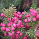 40 Seeds / Pack Heirloom Pink Mountain Berry Sweet Lemon Flavoured Berry Fresh Garden