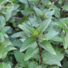 20 Seeds Mentha Piperata Peppermint Herb Plants Classic Perennial Fresh Garden