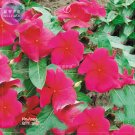 20 Seeds Red Periwinkle Catharanthus Roseus Perennial Herb Flowers Fresh Garden