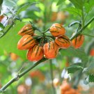 50 Seeds Eggplant Striped Togo Organic Solanum Melongena Ornamental Decorative Edible Fresh Garden