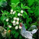 20 Seeds Easter Egg Eggplant White Patio Solanum Oviferum Vegetable Fresh Garden