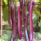 5 Bags 100 Seeds / Bag Of Hang Zilong Series Purple Eggplants Fresh Garden