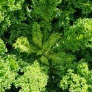 5 Bags 100 Seeds / Bag Of Blue Ridge Kale Fresh Garden