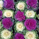 30 Seeds Kale Brassica Oleracea Ornamental Cabbage Fresh Garden