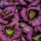 100 Seeds Bright Purple Brassica Napus Pakchoi Oragnic Chinese Cabbage Bok Choy Hardy Vegetables Fre