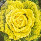 5 Packs 100 Seeds/Pack Chinese Cabbage Green To Yellow Huangxinwu Vegetable Fresh Garden