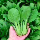 Pak Choi 10 G Seeds Fresh Garden