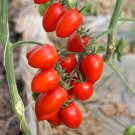 5 Bags 200 Seeds / Bag Of Red Saint Cherry Tomato Fresh Garden