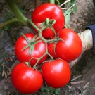 5 Bags 200 Seeds / Bag Of Premium China Veggies No 4 Tomatoes Fresh Garden
