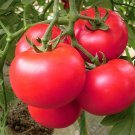 5 Bags 200 Seeds / Bag Of Vintage Elegance Red Pink Tomatoes Fresh Garden