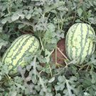 5 Bags 25 Seeds / Bag Of Lanzhou P2 Series Large Fruit Traditional Variety Super Sweet Watermelon Fr
