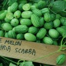 100Pcs Thumb Watermelon Seeds Eat Raw Mini Fruit Small Watermelon Seeds Balcony Potted Fresh Garden
