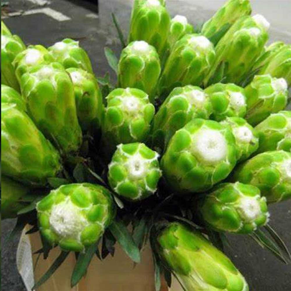 6Pcs Protea Coronata White Seeds South Africas National Flower Fresh Garden