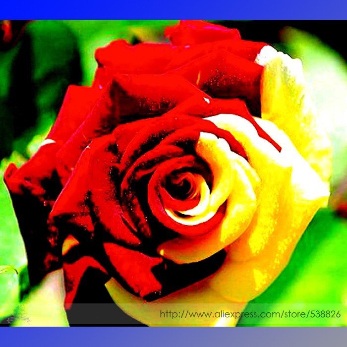 Rare Dark Red Gold Rose Bush Flower Perennial 470 Seeds / Pack Fresh Garden