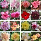 Adenium Mixed 16 Types Of Flower Seeds 30 Seeds All Double Petals Big Blooms Desert Rose Fresh Garde