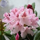 Yunnan Lapland Rosebay Rhododendron Lapponicum Tree Flower 50 Seeds Pink Flowers Big Blooms Fresh Ga