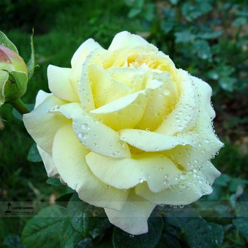 Large Light Rose Flower 50 Seeds / Pack Light Fragrant Rose Fresh Garden