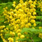 Semen Cassiae 50 Seeds Fresh Garden